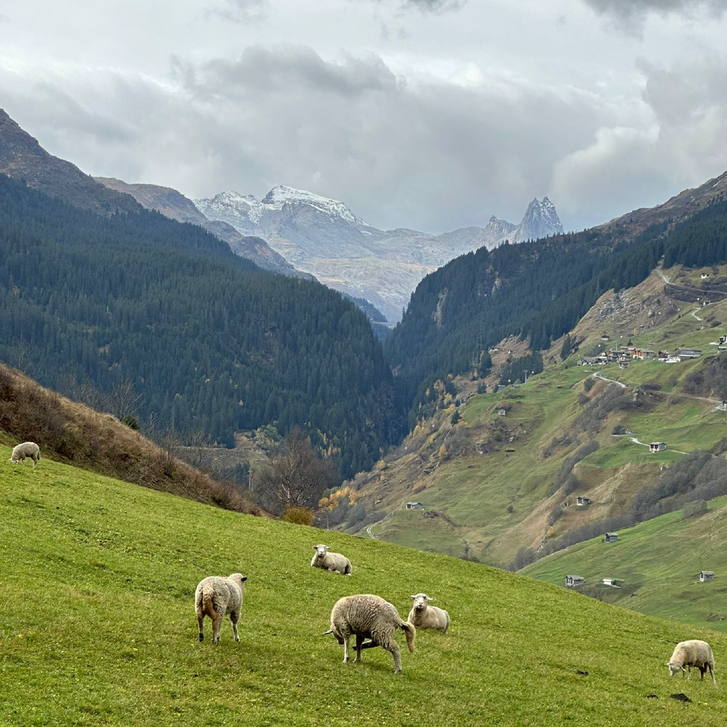 Load image into Gallery viewer, Blackmarket Single Refill in Super Alpine